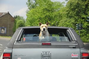 画像 犬